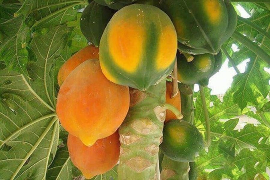 Một quả đu đủ chín cây có vỏ vàng đều, thể hiện sự chín tới tự nhiên và hấp dẫn.