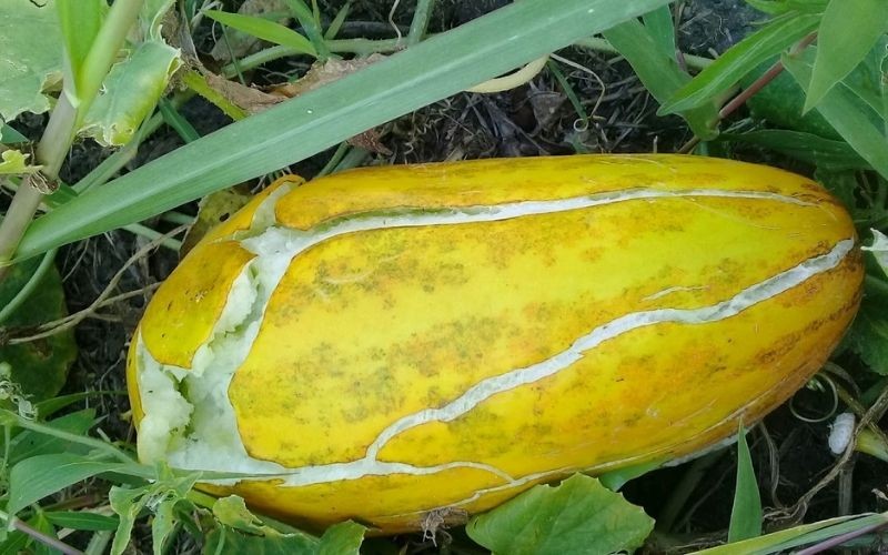 Tác dụng của dưa gang đối với sức khoẻ