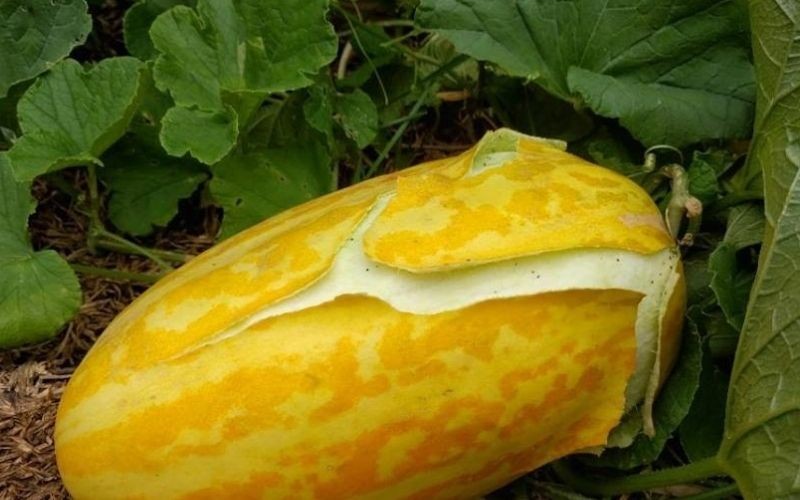 Giá trị dinh dưỡng của dưa gang