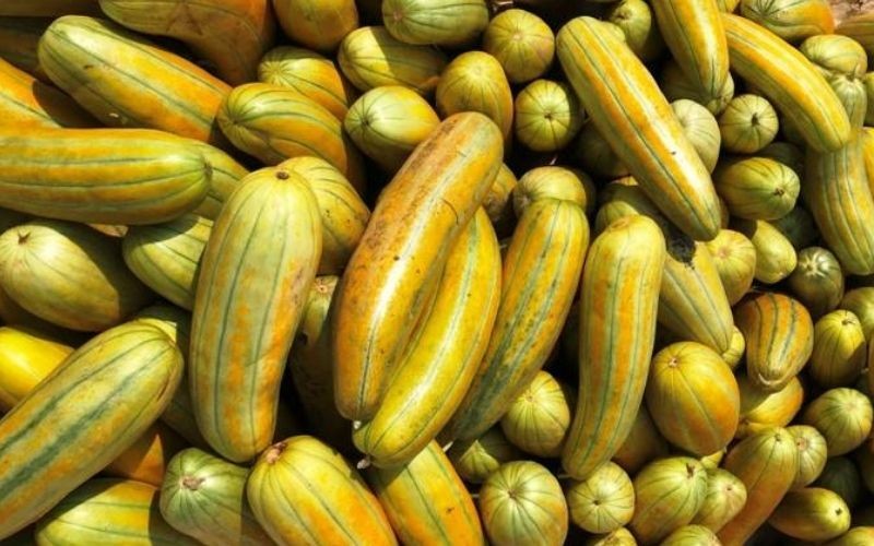 Farm Việt Nguyên: Nguồn cung cấp dưa gang chất lượng cao