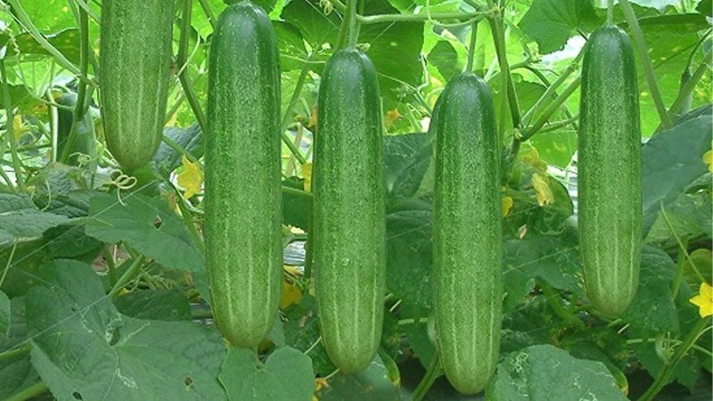 Nguyên nhân khiến dưa chuột bị đắng