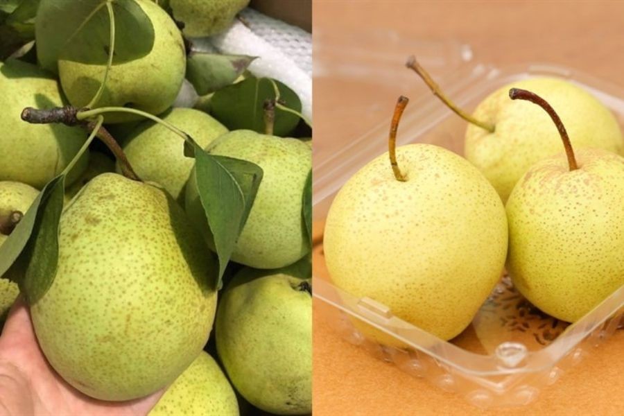 Phân biệt lê Trung Quốc và lê Việt Nam