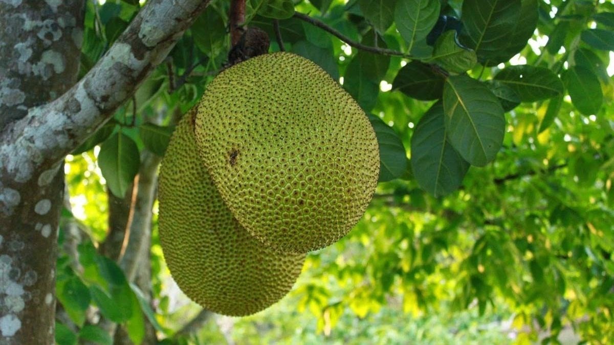 cach chon mua mit ngon an toan khong ngam hoa chat avt 1200x676 1721463982836 1721463983088578102893 1721553336694 17215533368632098692731 1