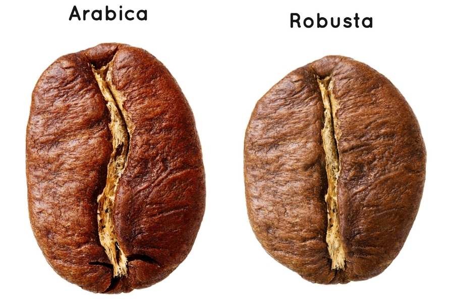 Cà phê Robusta và Arabica