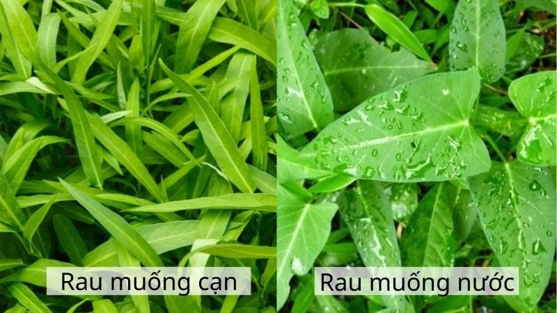 Phân biệt rau muống nước và rau muống cạn theo hình dạng lá