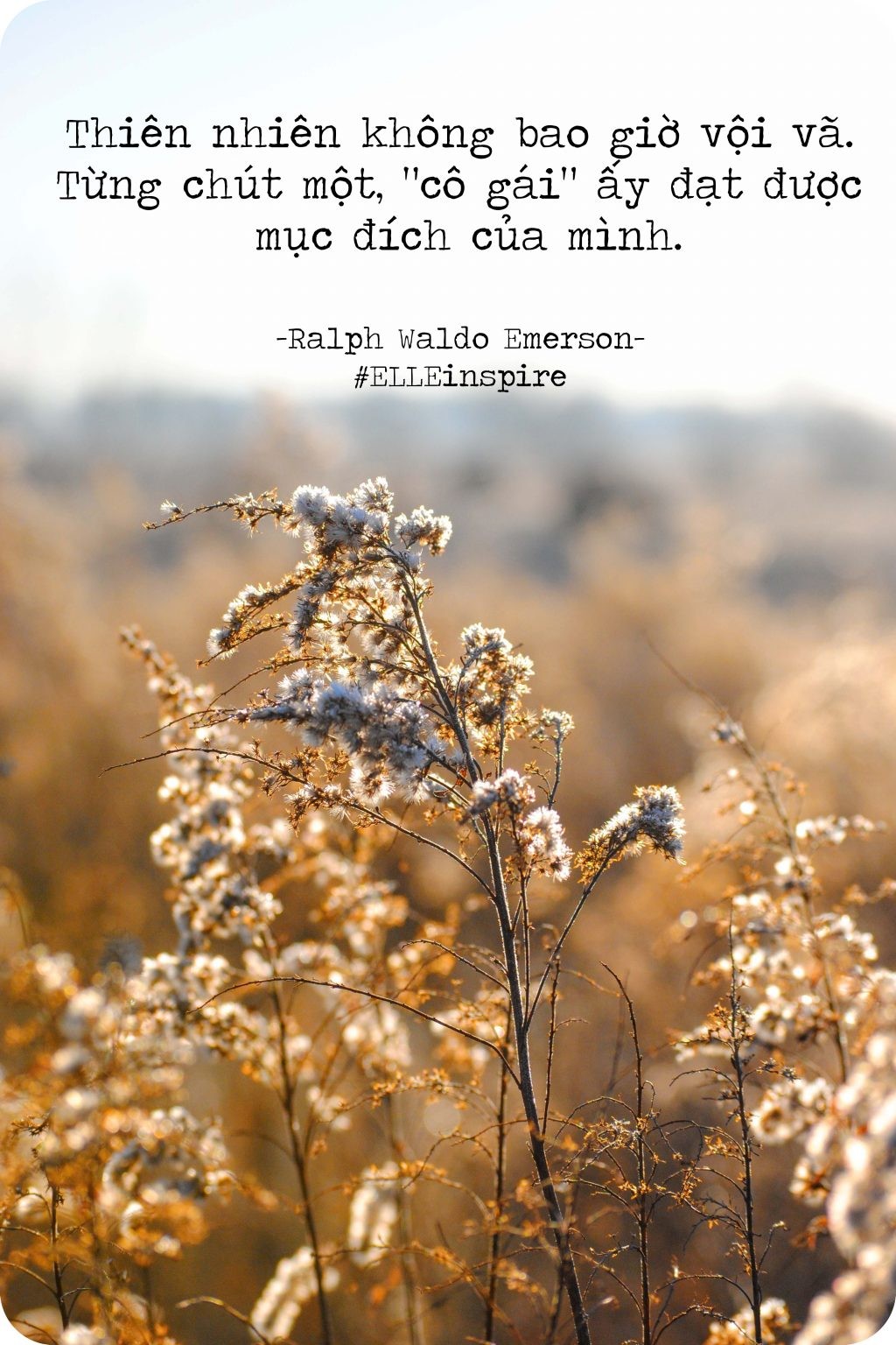 Cánh đồng lúa chín vàng dưới ánh nắng mặt trời