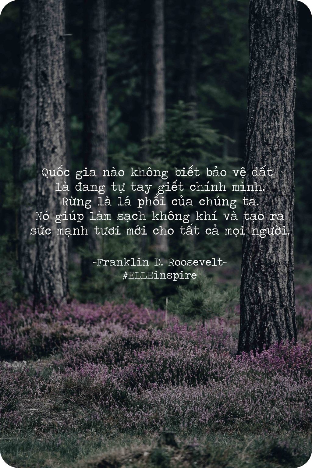 Rừng cây xanh tốt nhìn từ trên cao