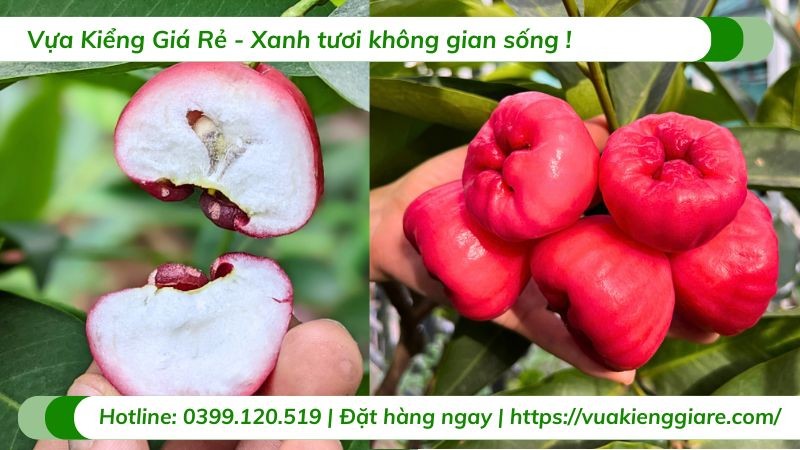 Cây mận đỏ An Phước đang cho trái sum suê