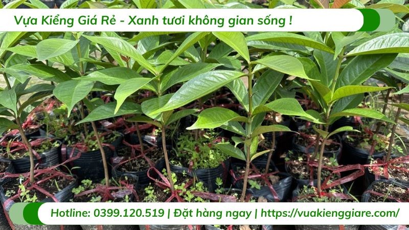 Một cây mận khỏe mạnh đang phát triển tốt trong vườn nhà