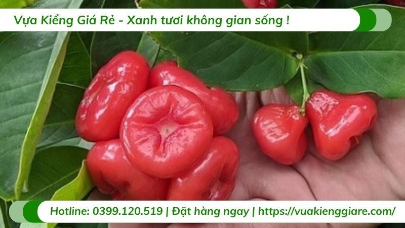 Cây mận Hoàng Yến với những quả vàng rực rỡ