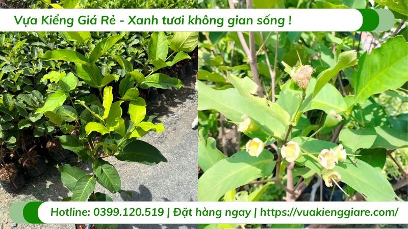 Cận cảnh một quả mận bị sâu bệnh