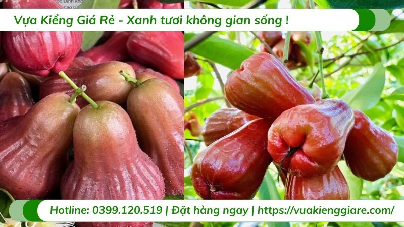 Những quả mận hồng Sóc Trăng căng tròn, hấp dẫn