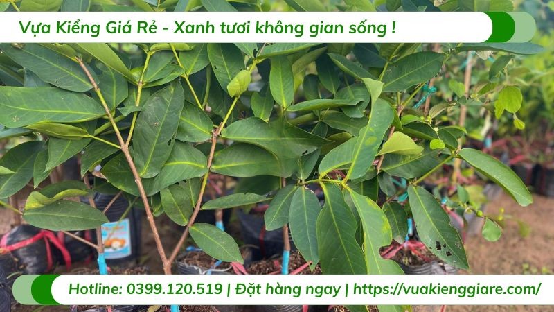 Quả mận xanh đường căng mọng, ngọt lịm