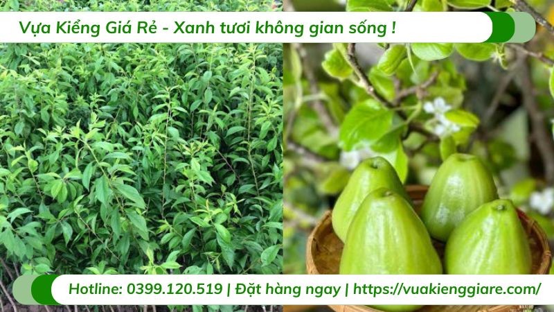 Chùm mận xanh Tam Hoa tươi ngon