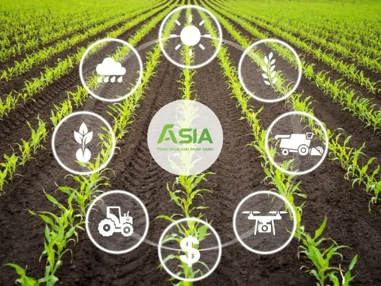 Thực hiện tổng hợp các biện pháp chăm sóc cây bắp sau khi trồng là yếu tố then chốt