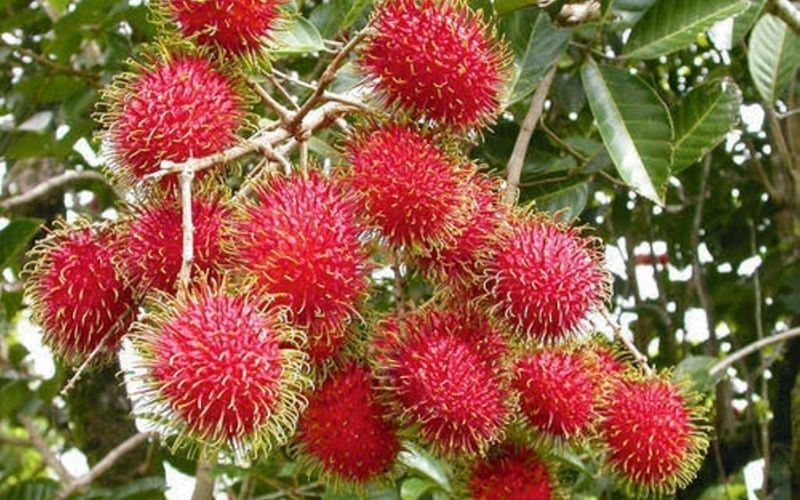 Cách chọn mua chôm chôm ngon