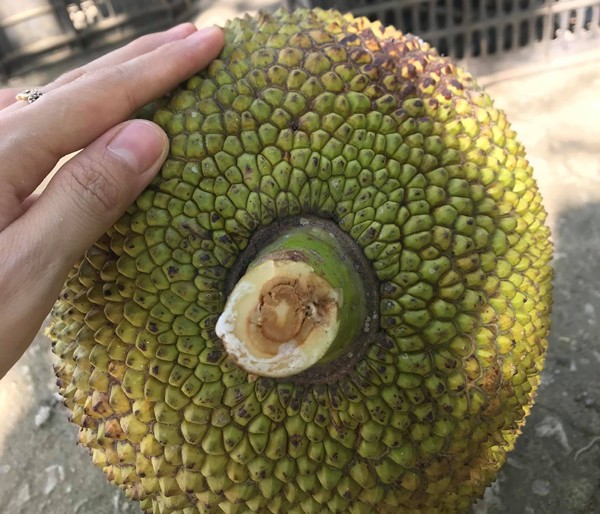 Quan sát kỹ phần cuống mít để nhận biết độ tươi và chín tự nhiên.