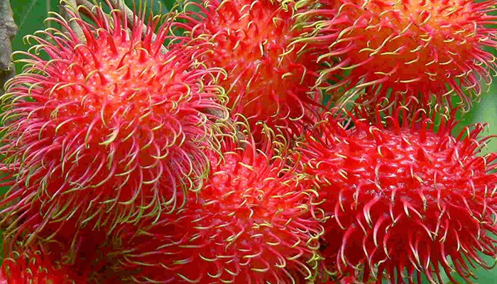 Đặc điểm các loại chôm chôm phổ biến hiện nay