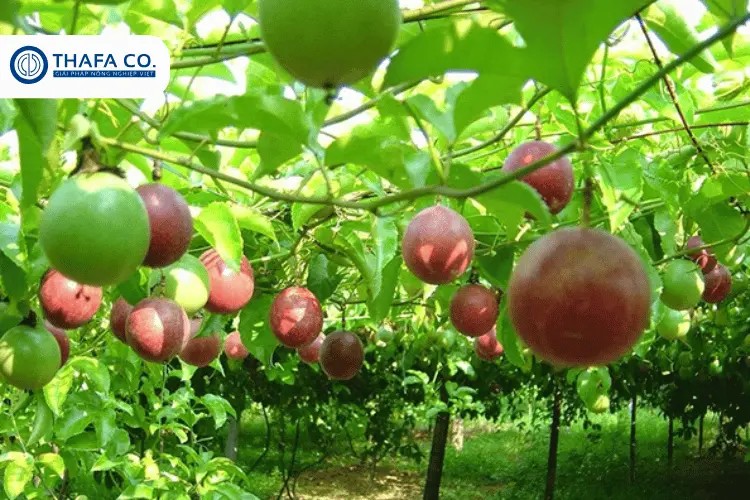 Cảnh sát phong tỏa và khám nghiệm khu vực phát hiện thi thể nạn nhân