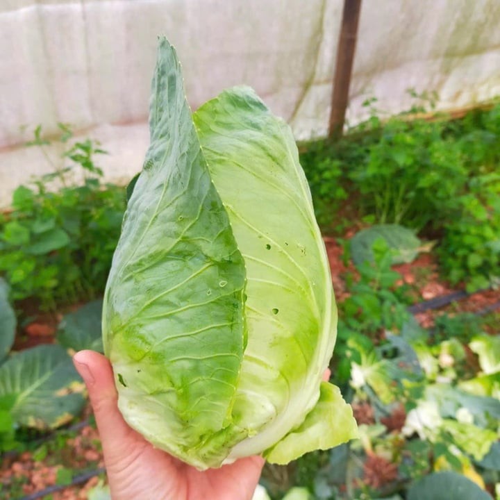 Bắp cải hình bầu dục thường được ưa chuộng trong các món xào hoặc làm salad nhờ hương vị đậm đà và khả năng ngấm gia vị tốt.