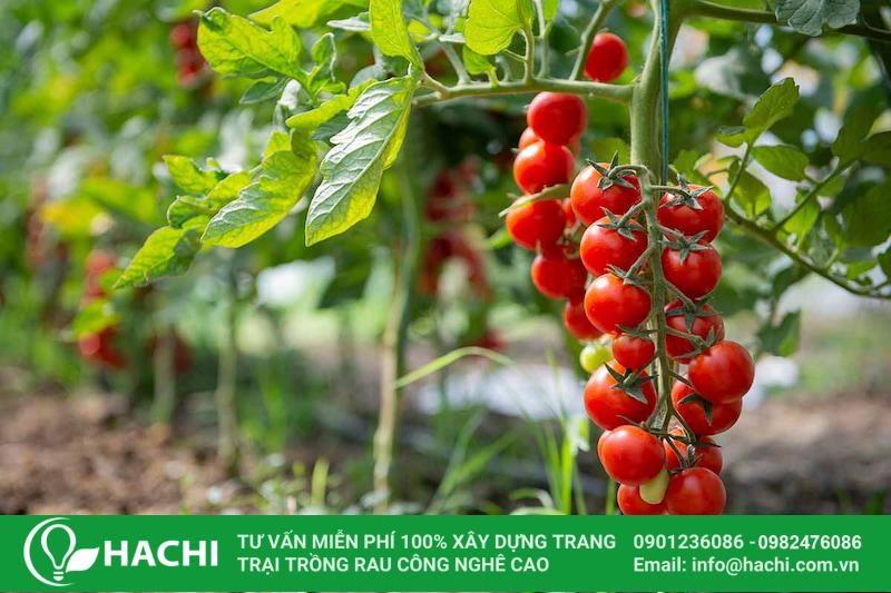 Cà chua bi trồng quanh năm