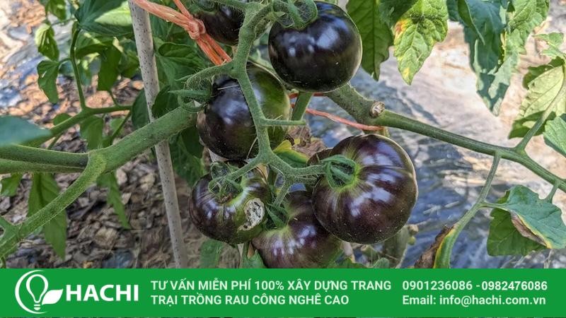 Giống cà chua đen