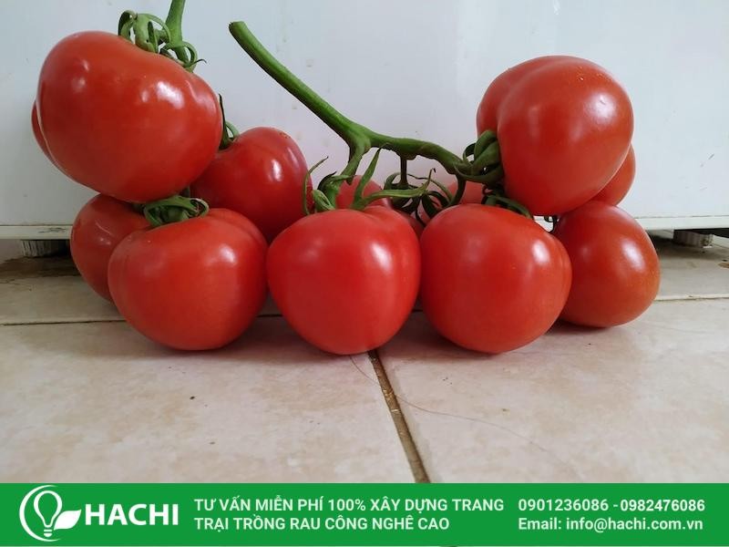Giống cà chua lai F1 Cửu Long (Trái tròn)