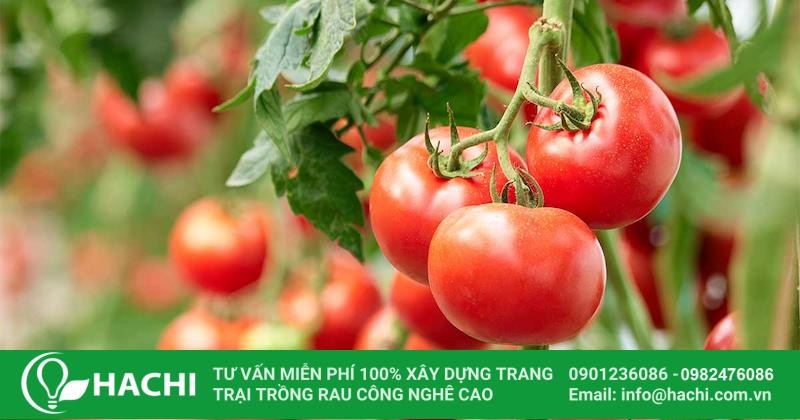 Giống cà chua Perfect 8