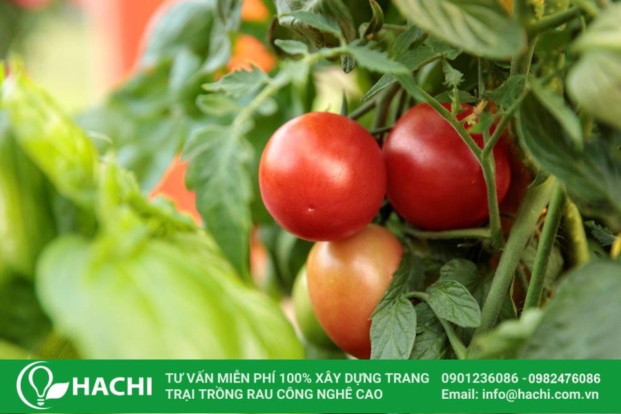 Giống cà chua VL2004