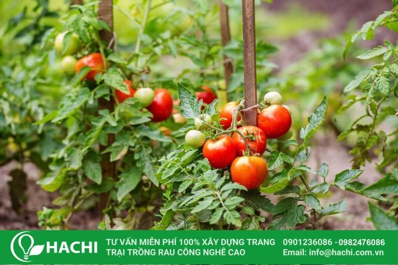 Giống cà chua quả to Ấn Độ