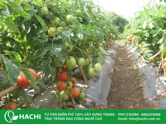 Giống cà chua Savior