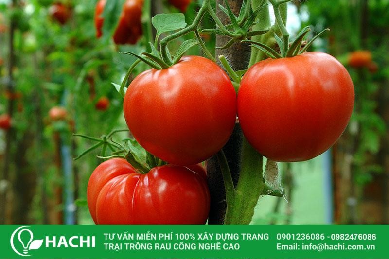 giong ca chua trong quanh nam tn05 1