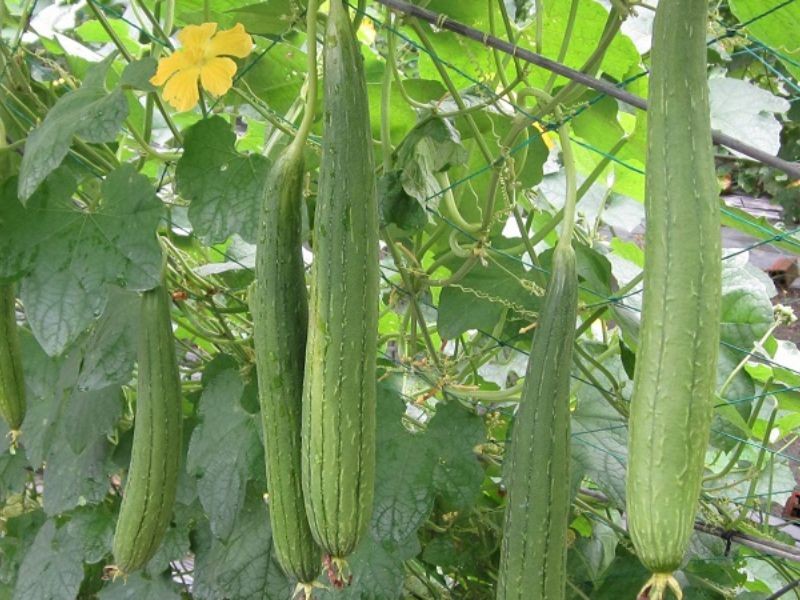 Mướp trâu với màu xanh đậm và kích thước lớn