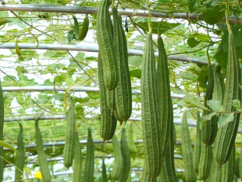 Mướp khía với nhiều đường gân chạy dọc thân quả