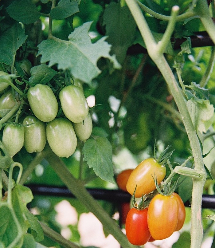 Gieo hạt giống cà chua đúng thời vụ cho năng suất cao