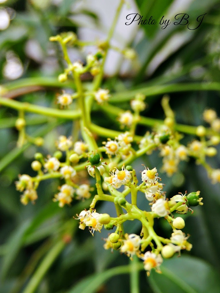 Cành hoa cóc thứ hai với những bông hoa li ti