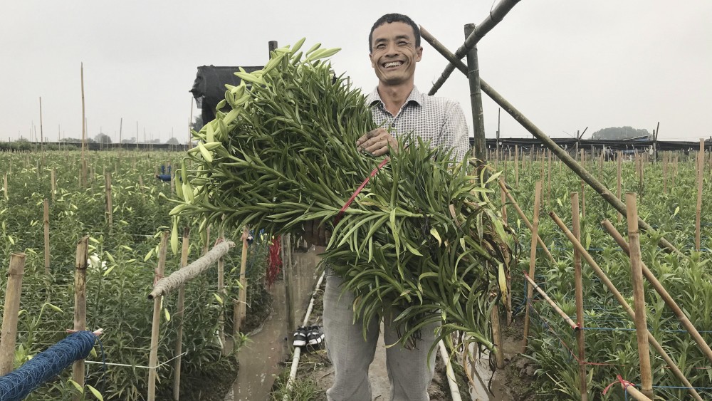 Những bó hoa loa kèn được người bán chăm sóc cẩn thận.