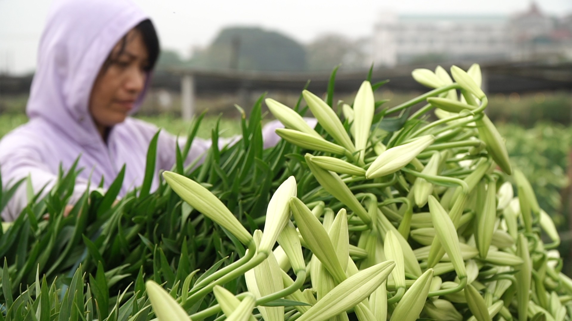 Các thiếu nữ chụp ảnh cùng hoa loa kèn.