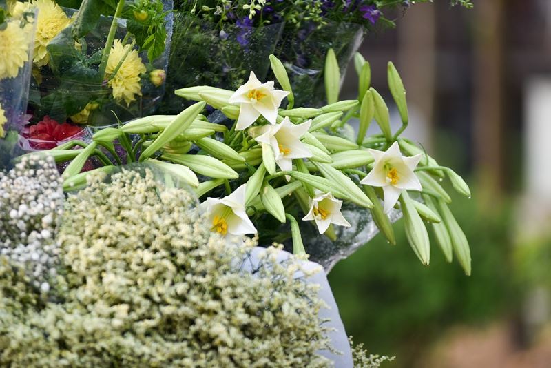 Người dân làng hoa Tây Tựu vui mừng vì hoa loa kèn được mùa.