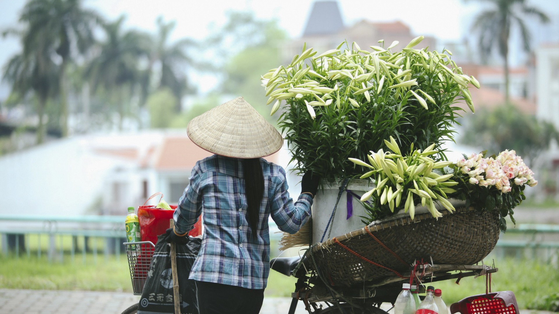 Những bó hoa loa kèn được gói ghém khéo léo.