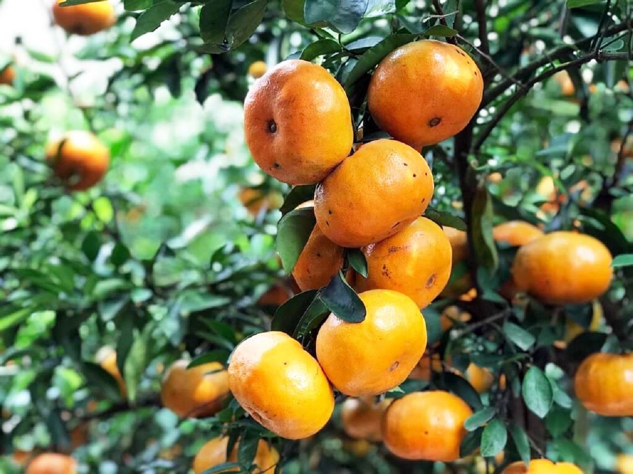 Thấy quýt hồng là thấy Tết