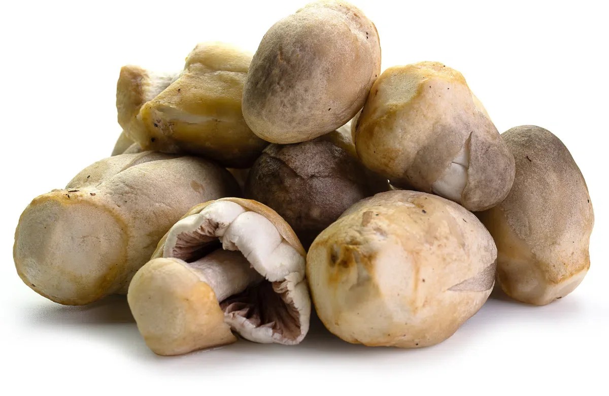 Nấm rơm tươi ngon