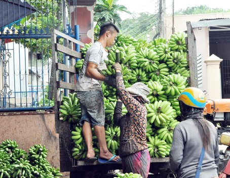 Những buồng chuối nặng trĩu, trái to tròn được người trồng mang đến vừa thu mua.