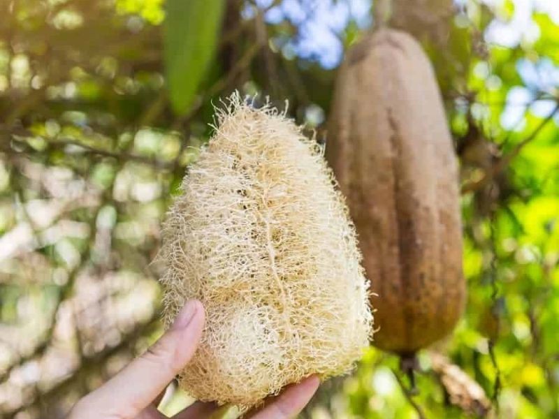 Mướp xơ, hay còn gọi là mướp dại, với hình dáng gai góc