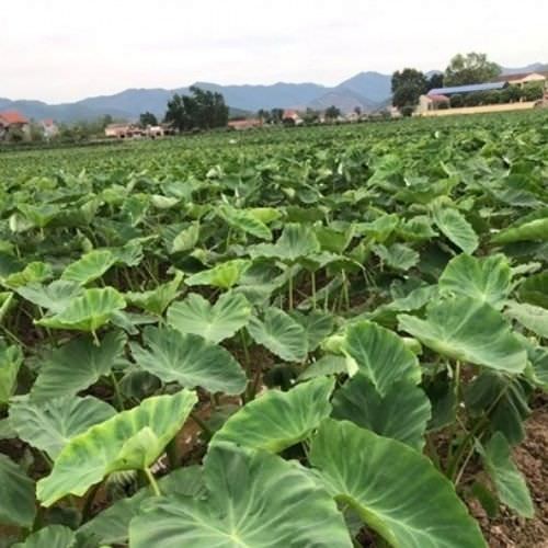 Cây khoai môn đang phát triển xanh tốt trên luống