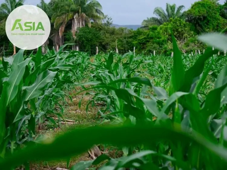 Bố trí khoảng cách trồng bắp hợp lý giúp cây nhận đủ ánh sáng và dinh dưỡng