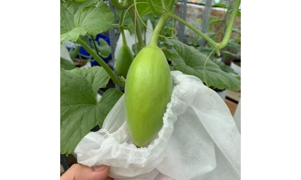 Tuyển quả, bao lưới