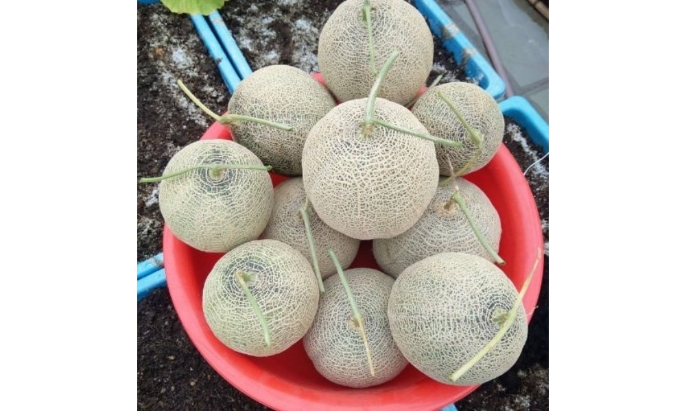 Thu hoạch dưa lưới