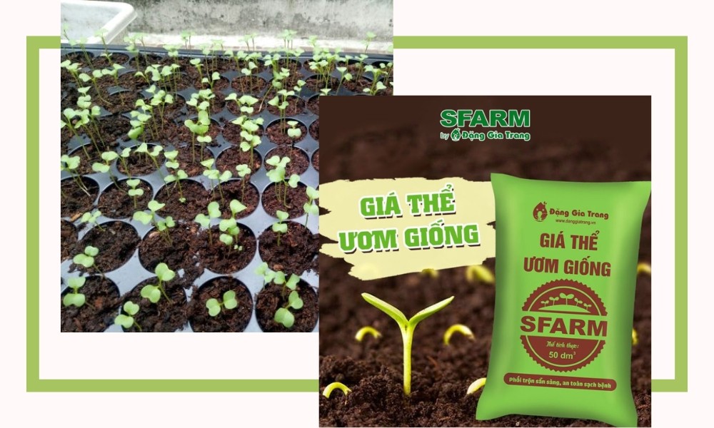 Giá thể ươm giống phù hợp cho cách trồng dưa lưới