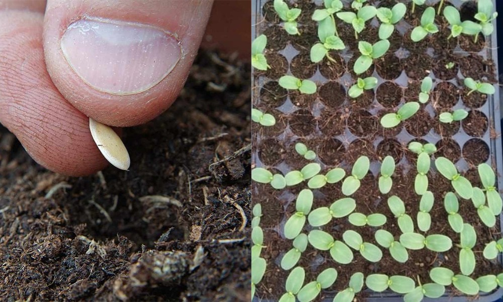 Gieo hạt, ươm cây con